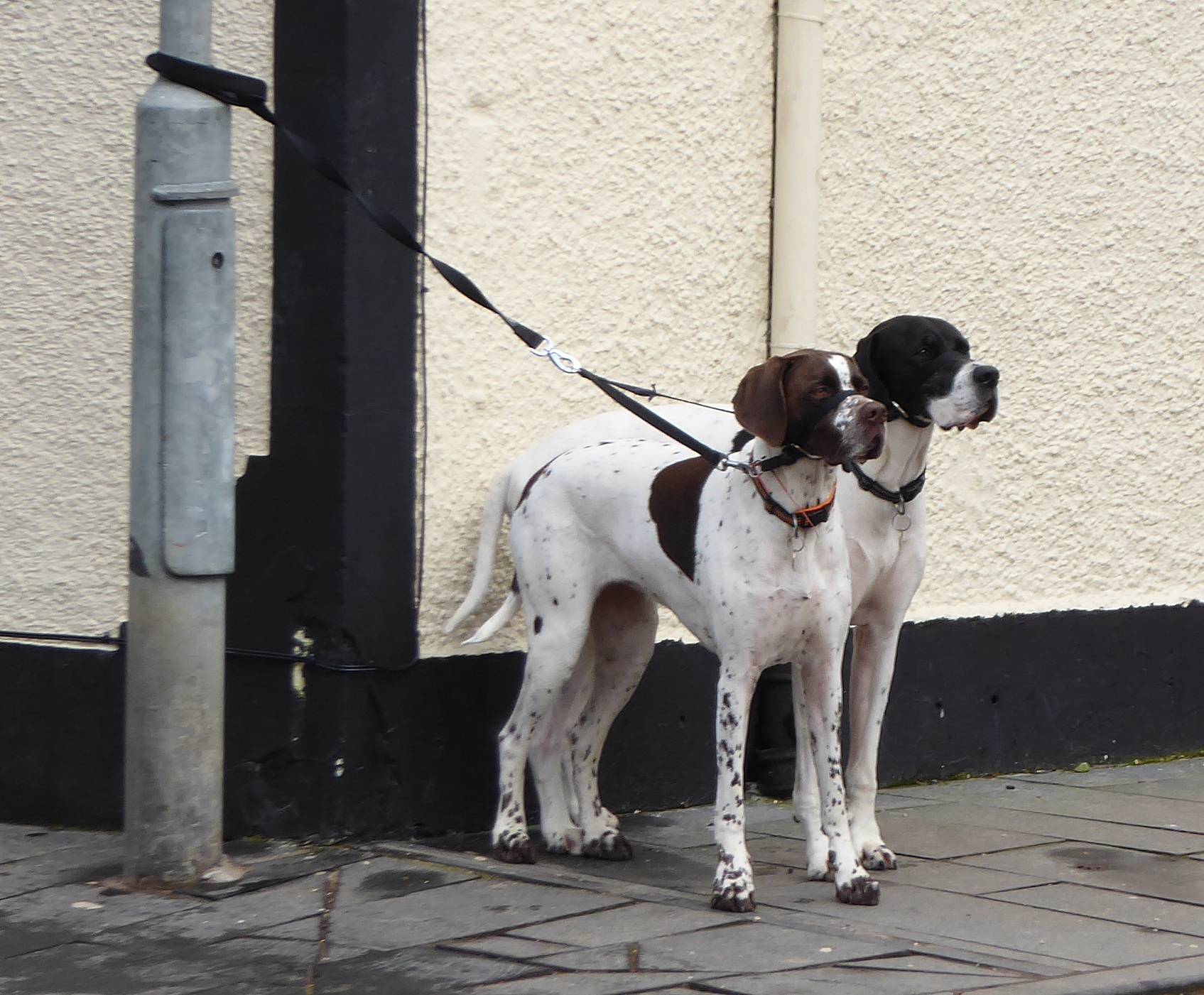 Waiting for their owner