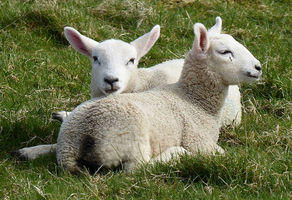 Lambs near Dillarburn