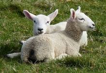 Lesmahagow Lambs