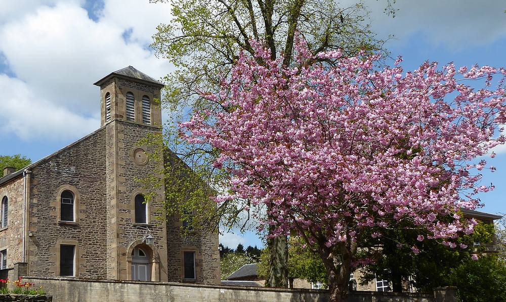 Abbeygreen in blossom