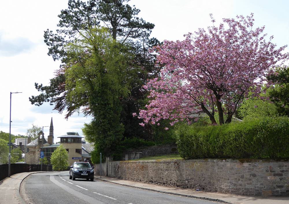 Abbeygreen in blossom