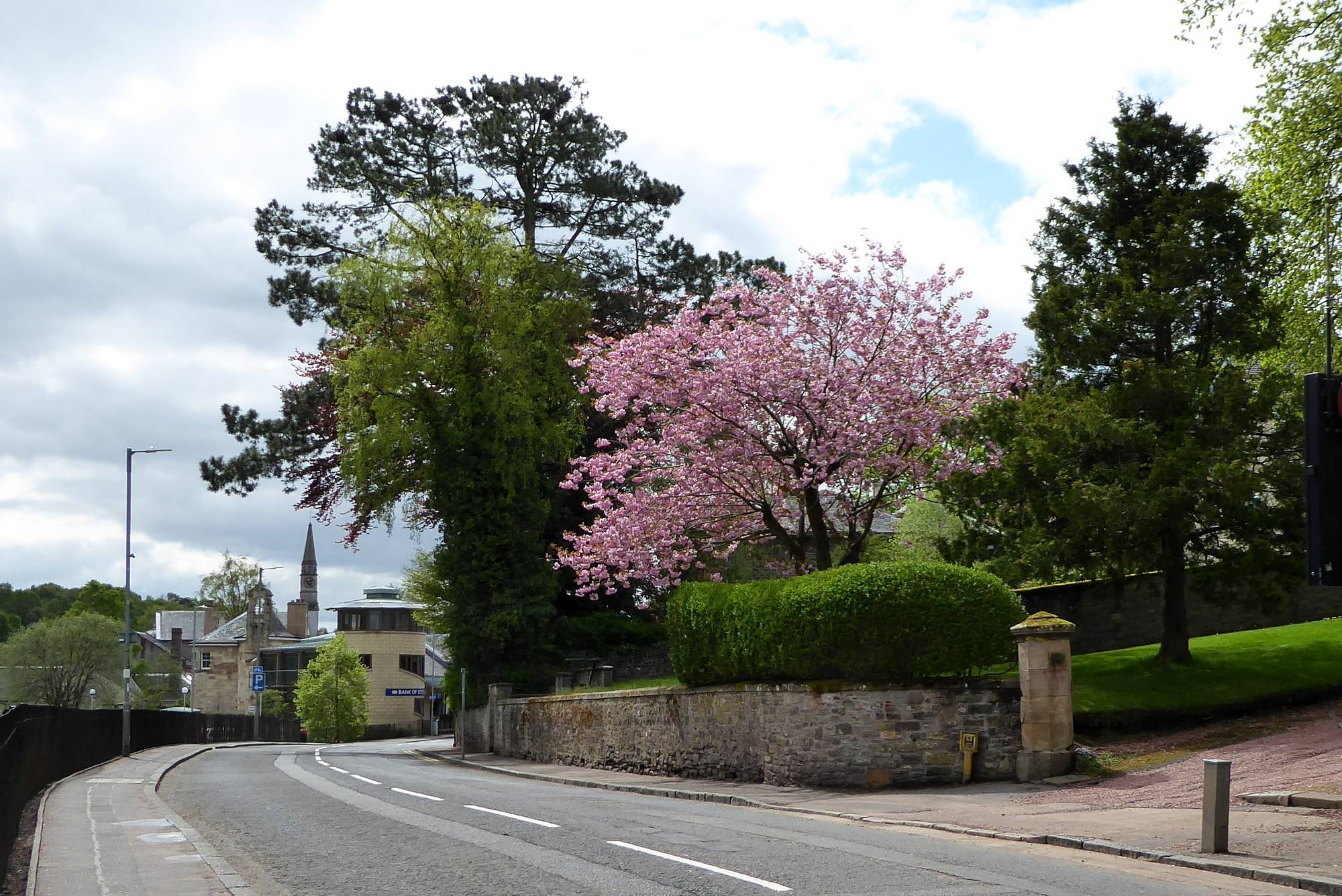 Spring blossom in Abbeygreen