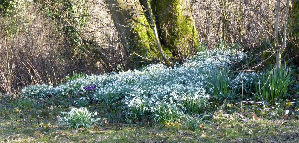 Snowdrops