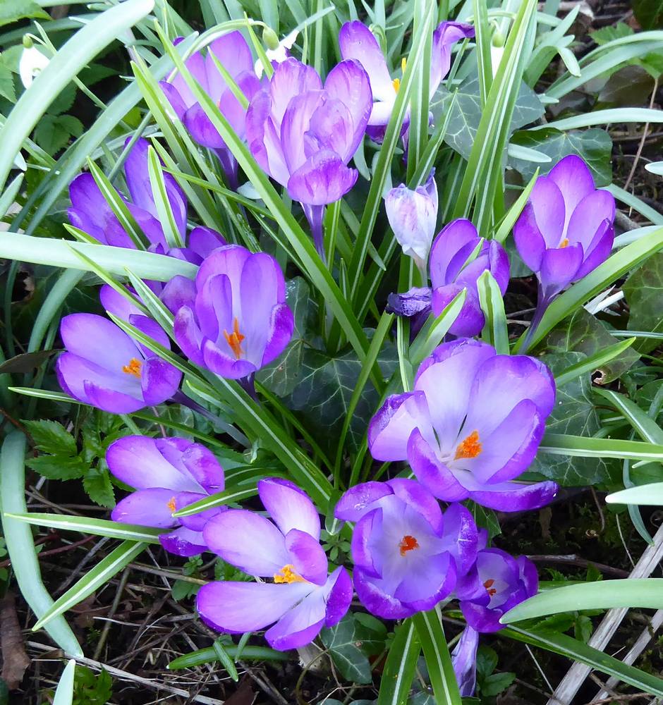 Crocuses