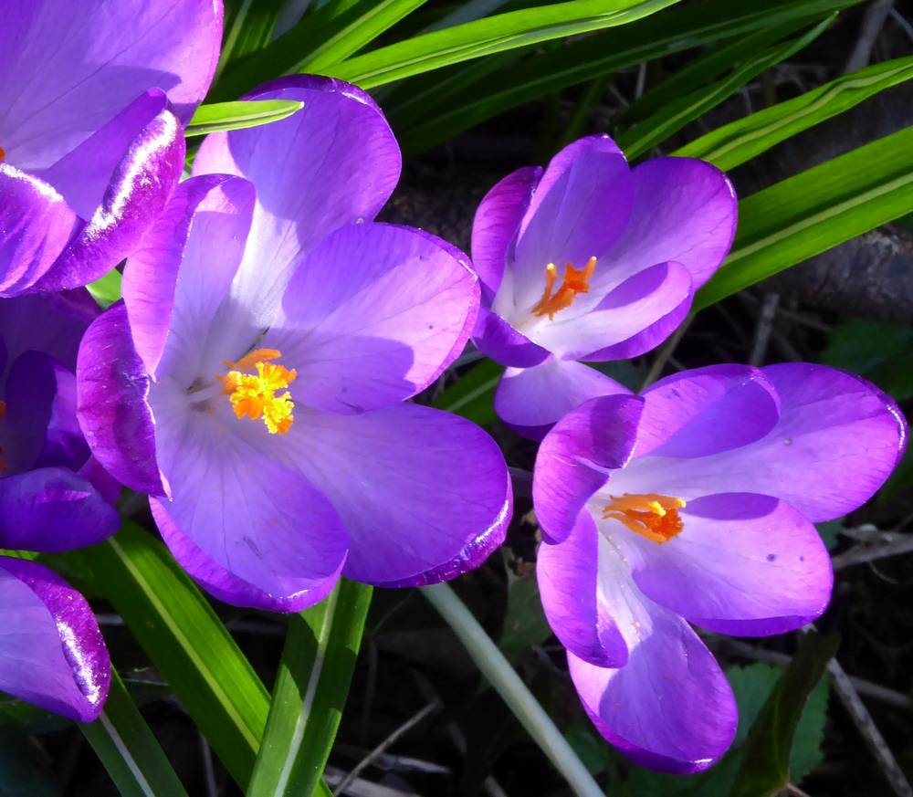 Closeup of the crocuses