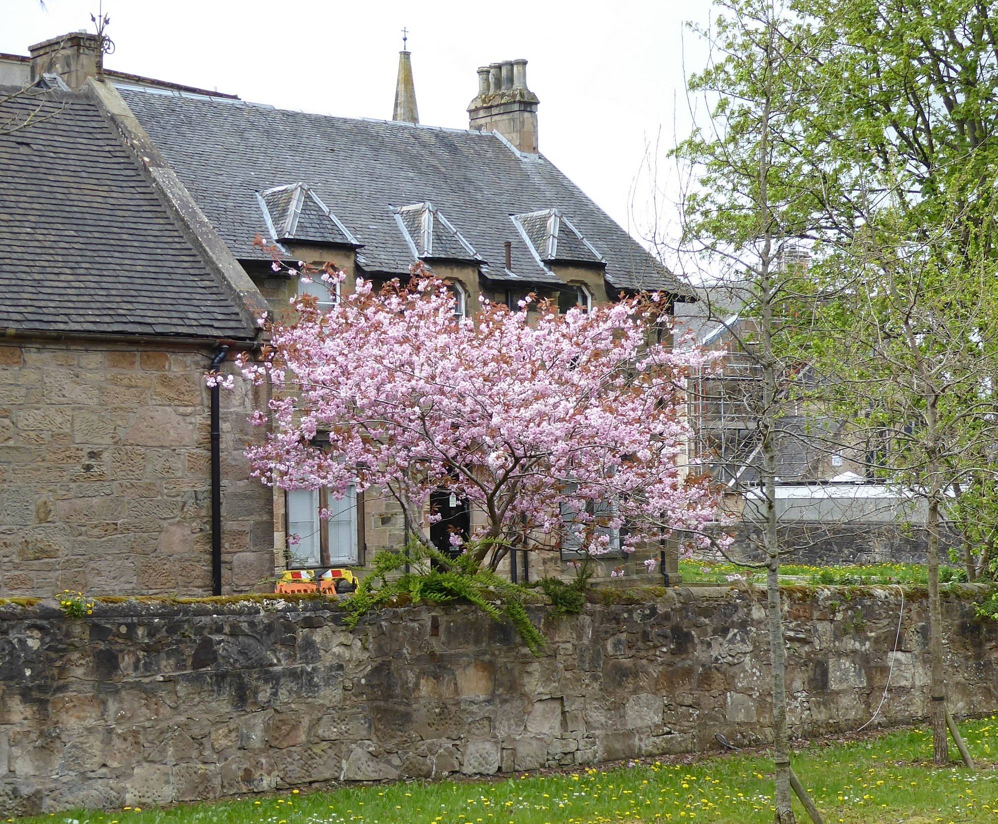 Cherry blossom in Wishaw