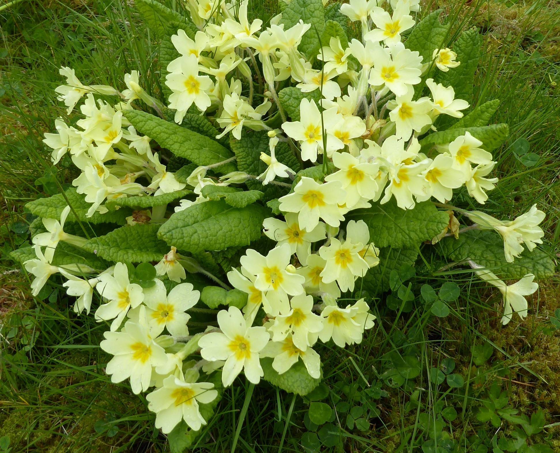 Primroses