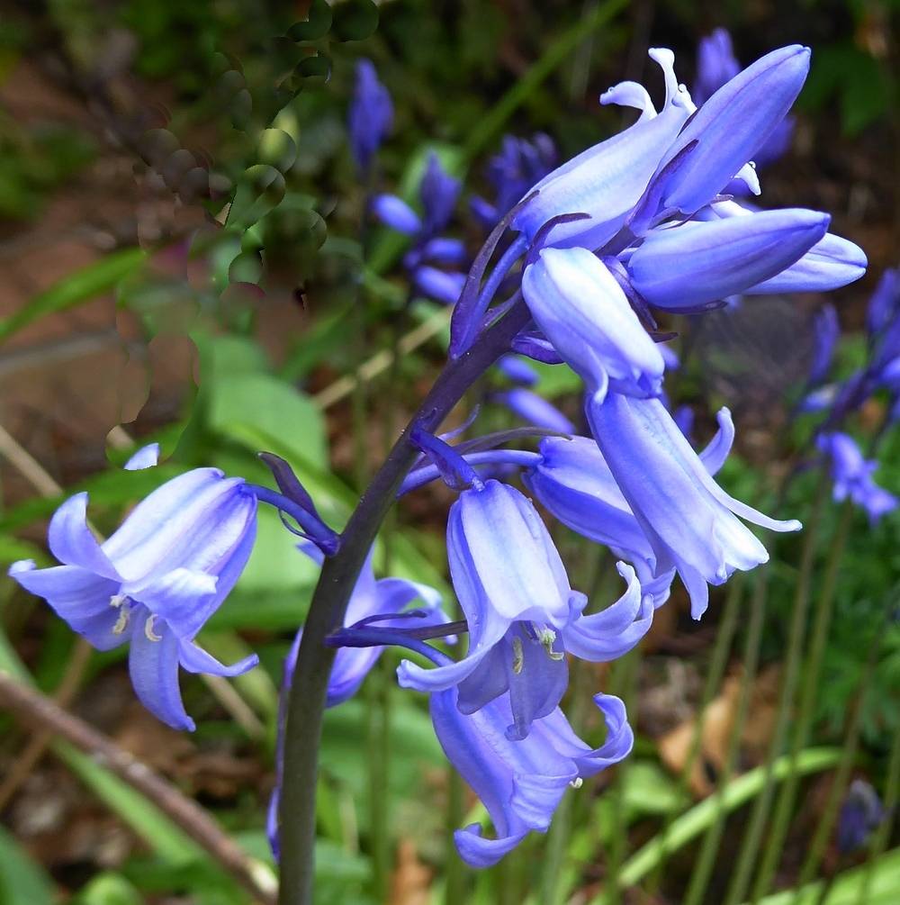 Bluebells