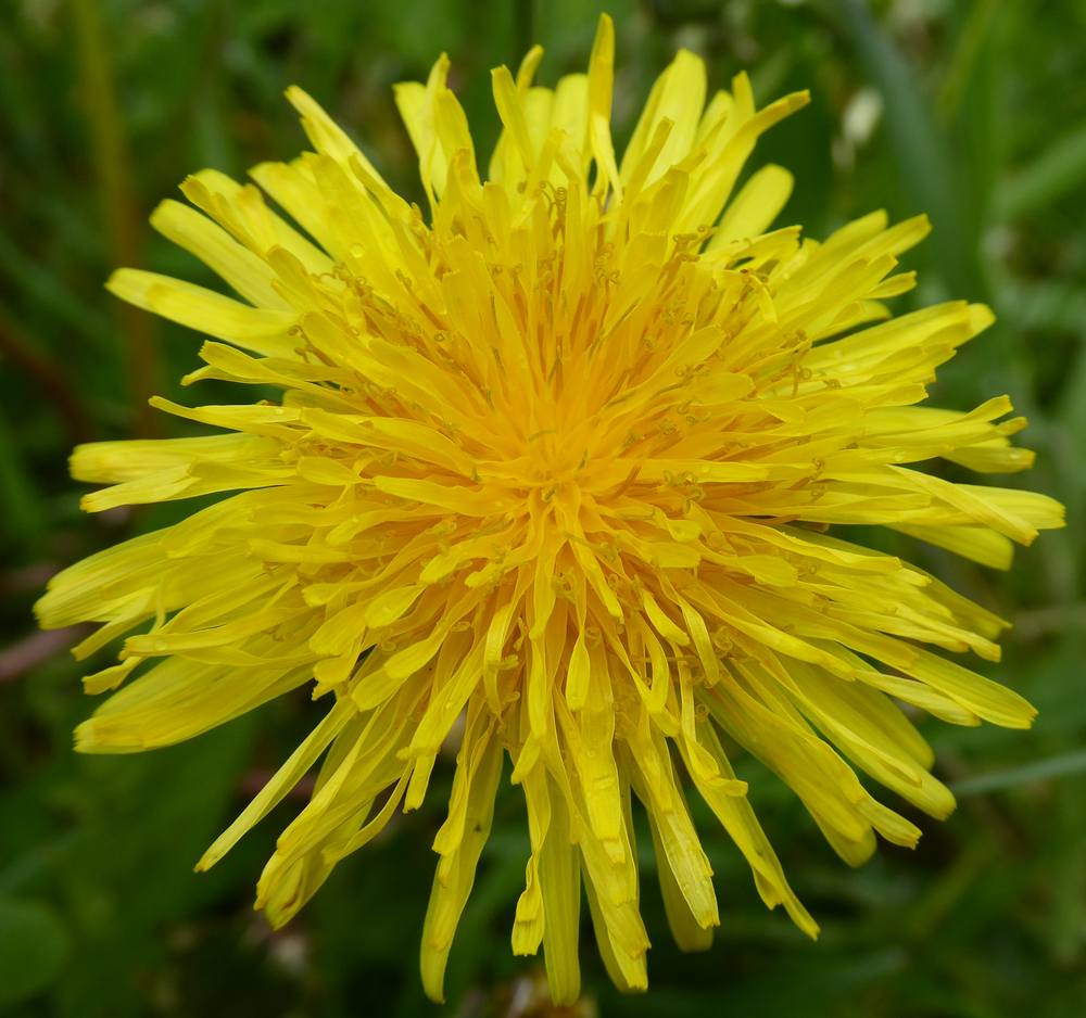 Dandelion