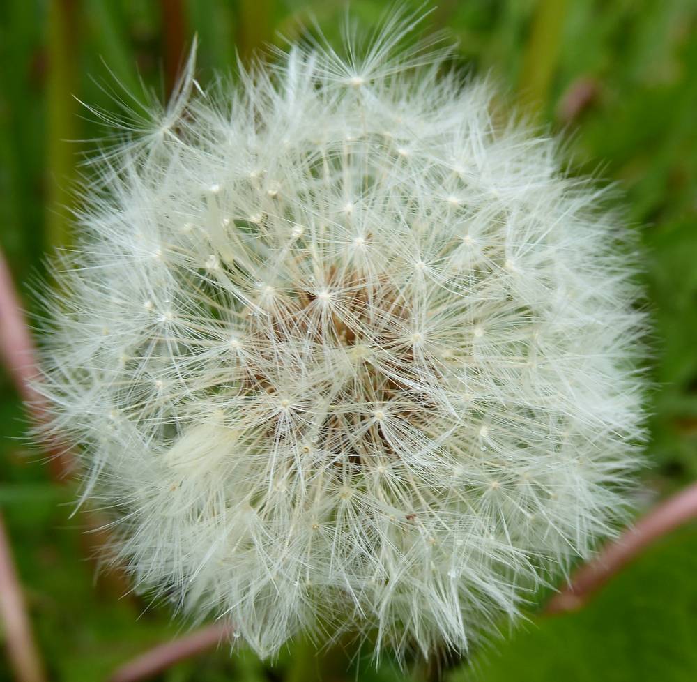 Dandelion seedhead