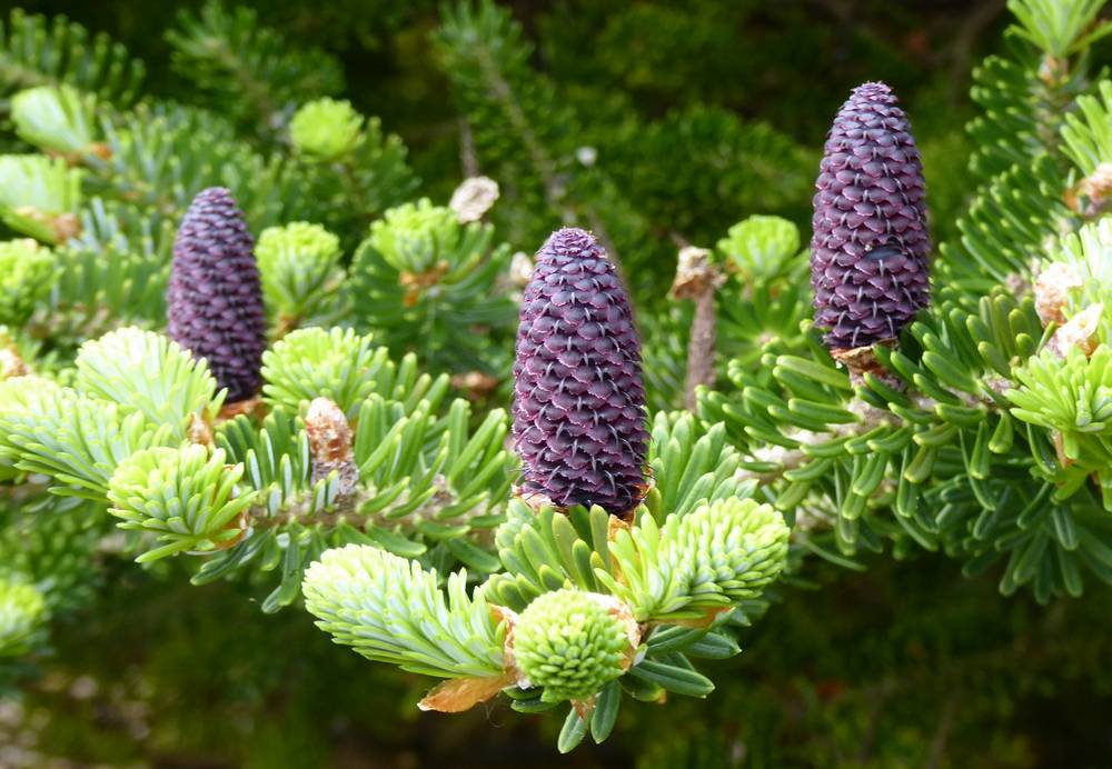 Korean fir cones