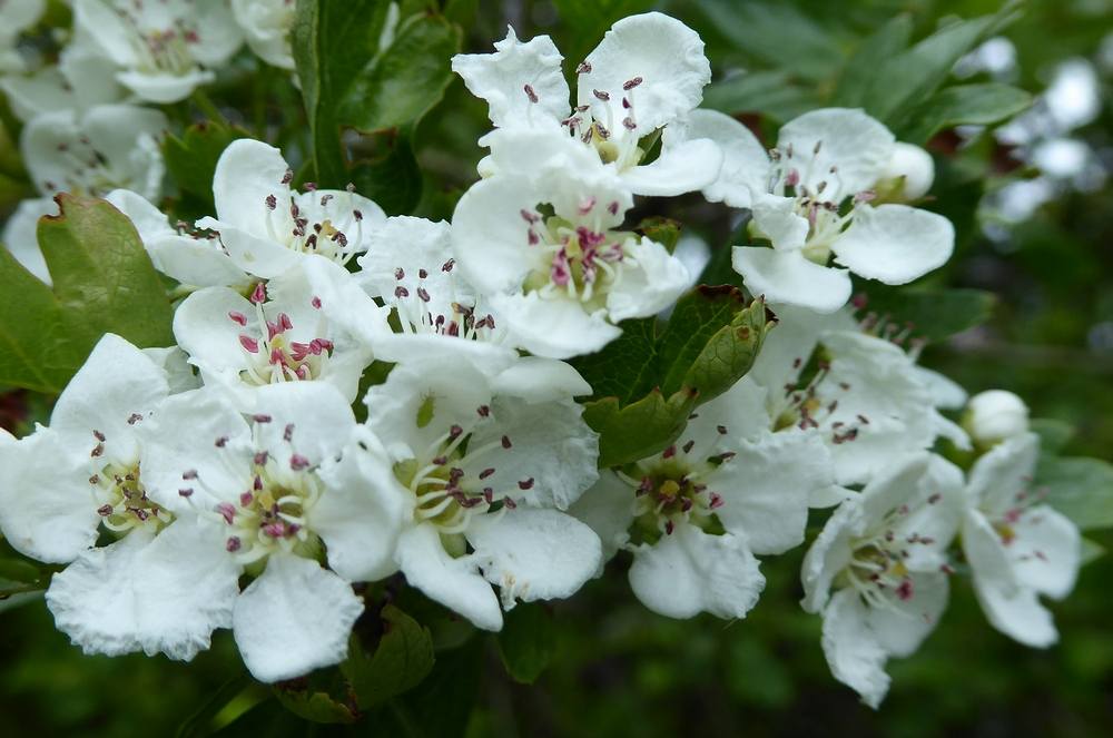 Hawthorn blossom