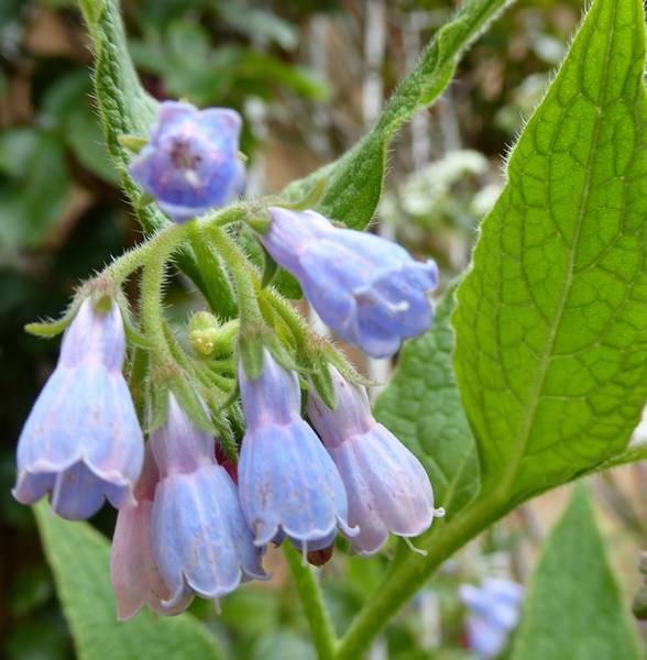 Comfrey