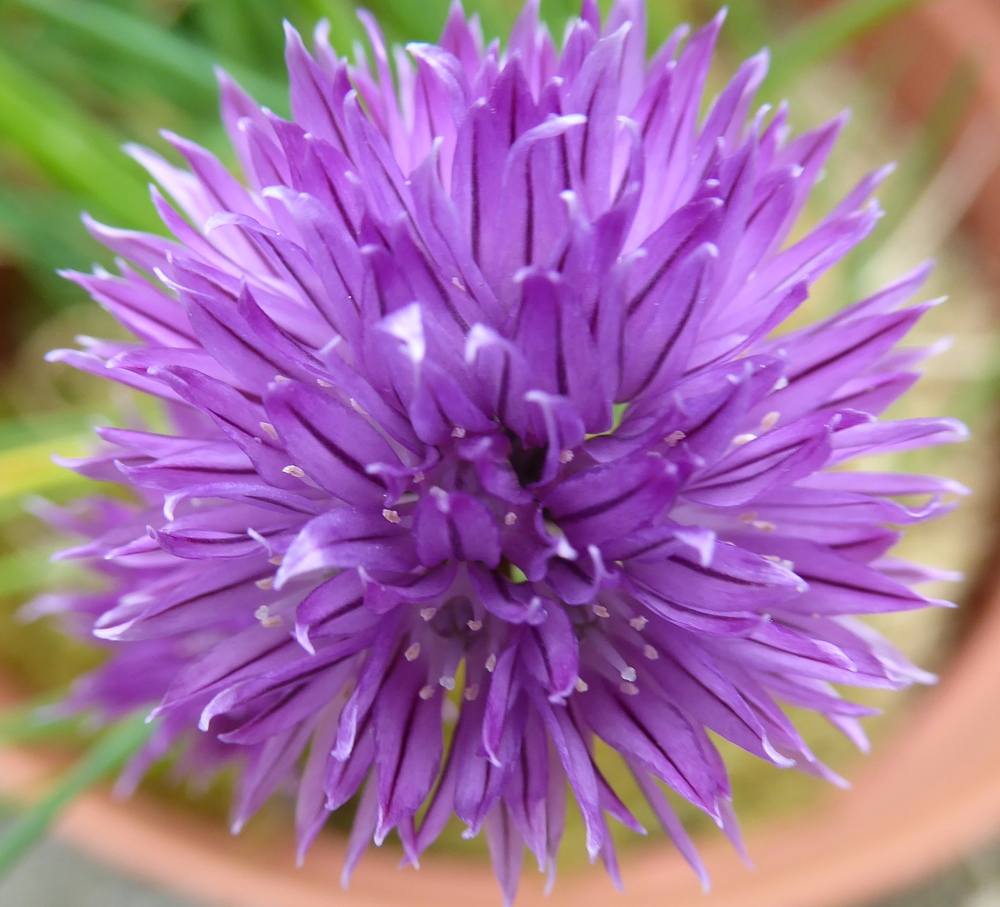 Chive flower