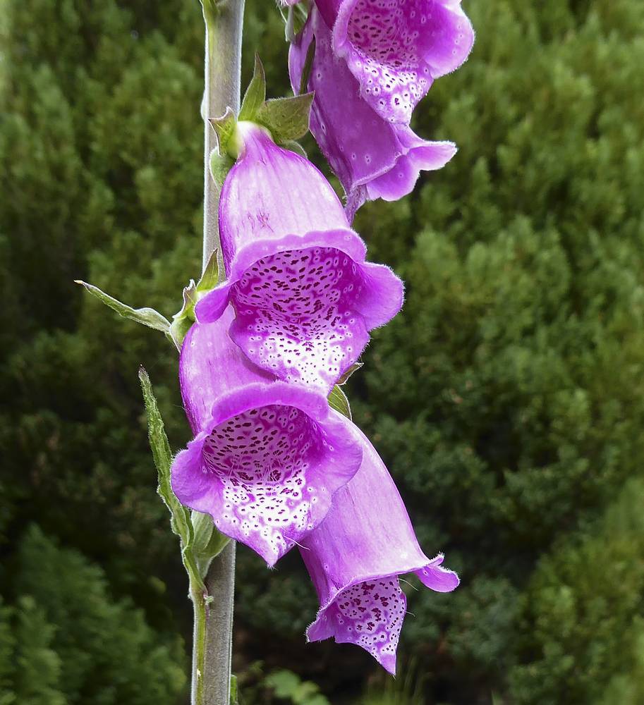 Foxglove