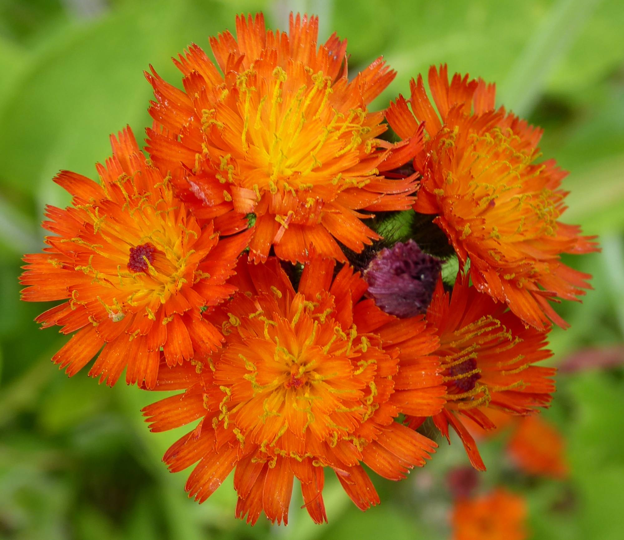 Fox and cubs