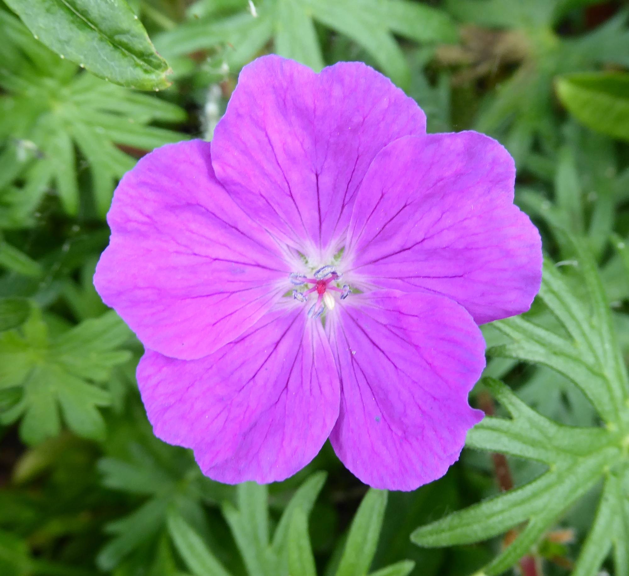 Geranium