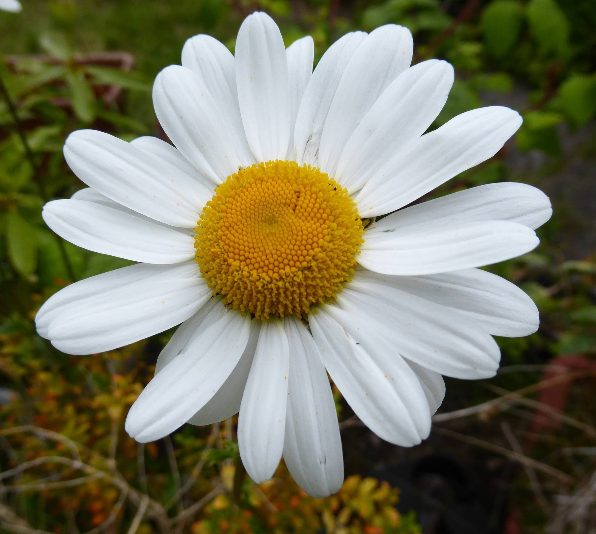 Oxeye Daisy