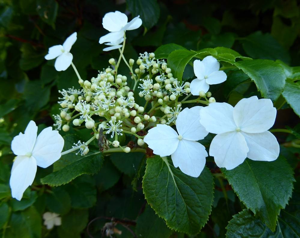 Climbing Hydrangea