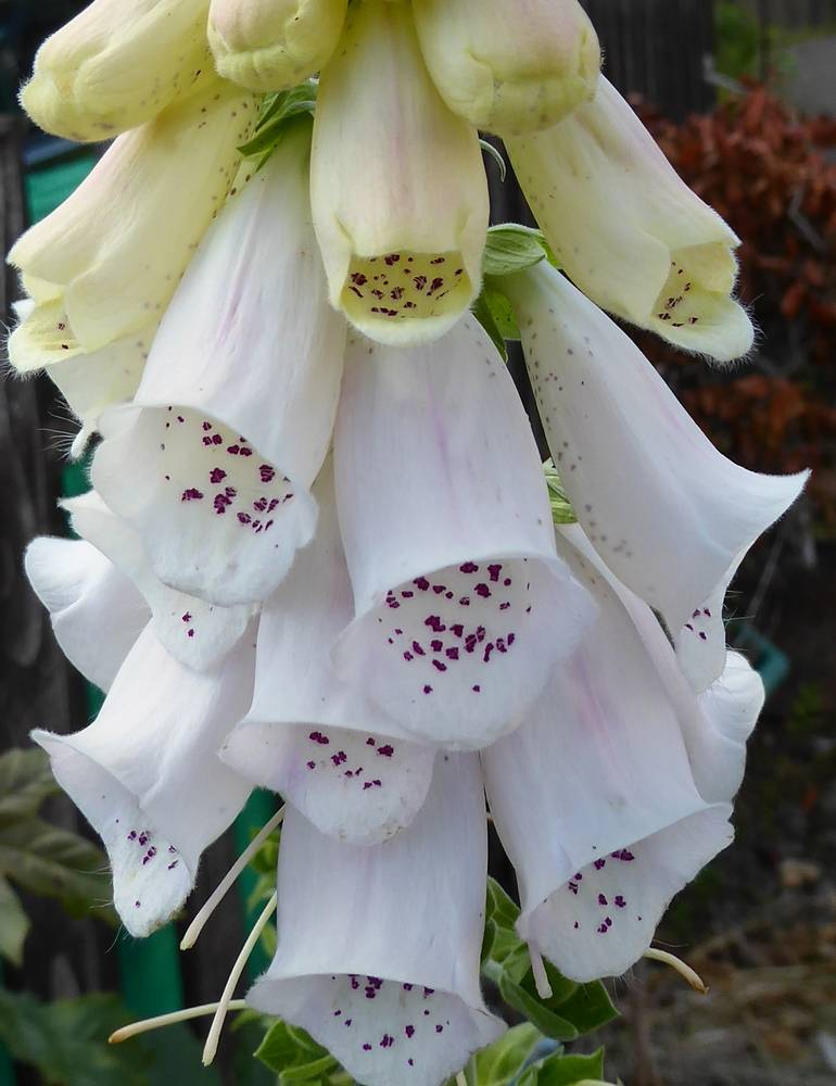 Foxglove