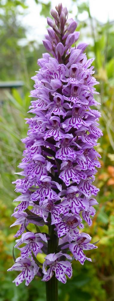 Common Spotted Orchid