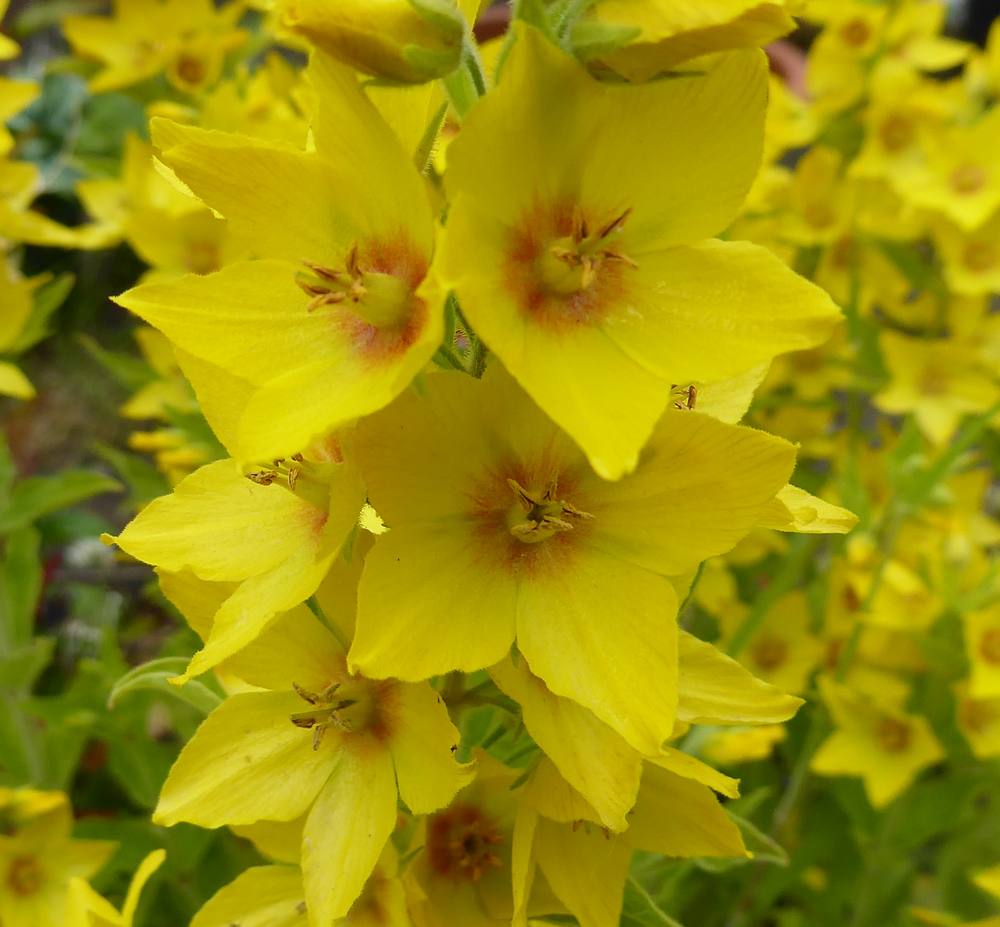 Yellow Loosestrife