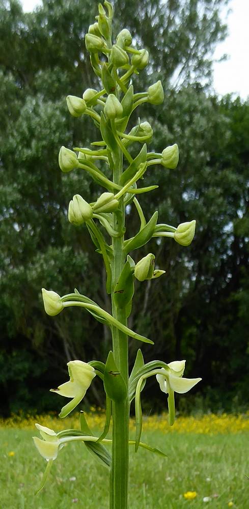 Butterfly Orchid