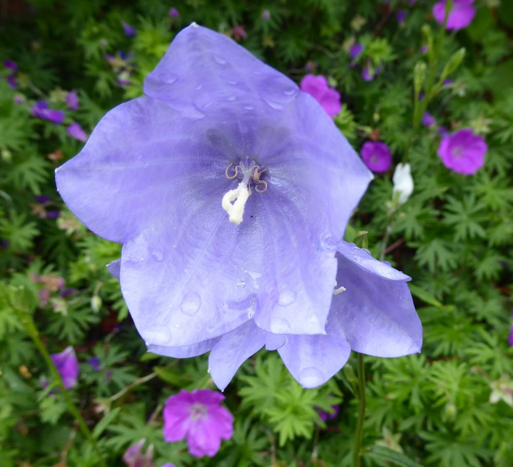 Campanula