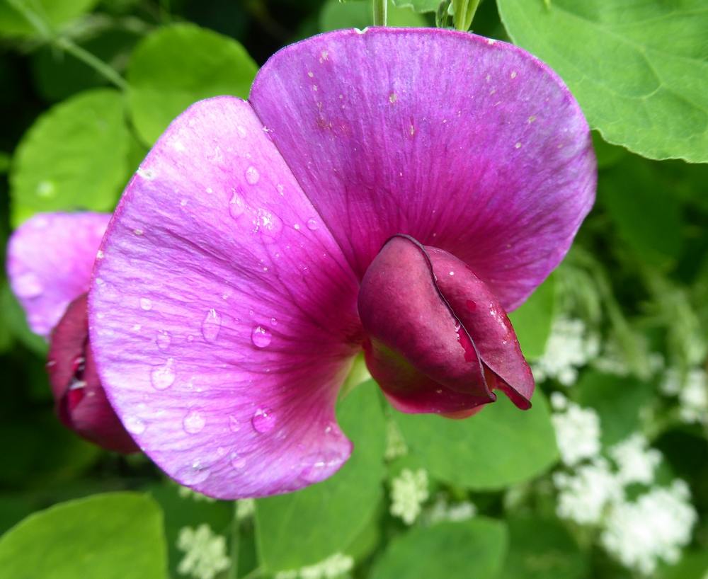 Everlasting Sweet Pea