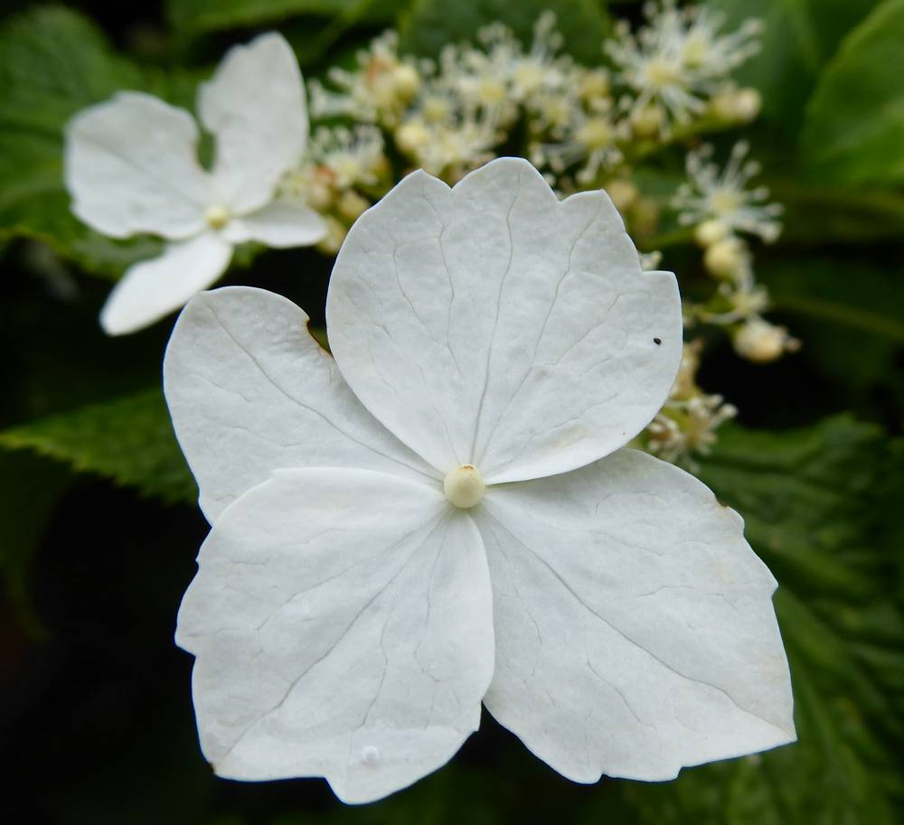 Creeping Hydrangea flower