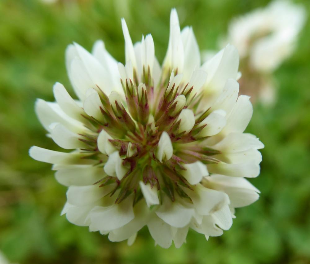 White clover