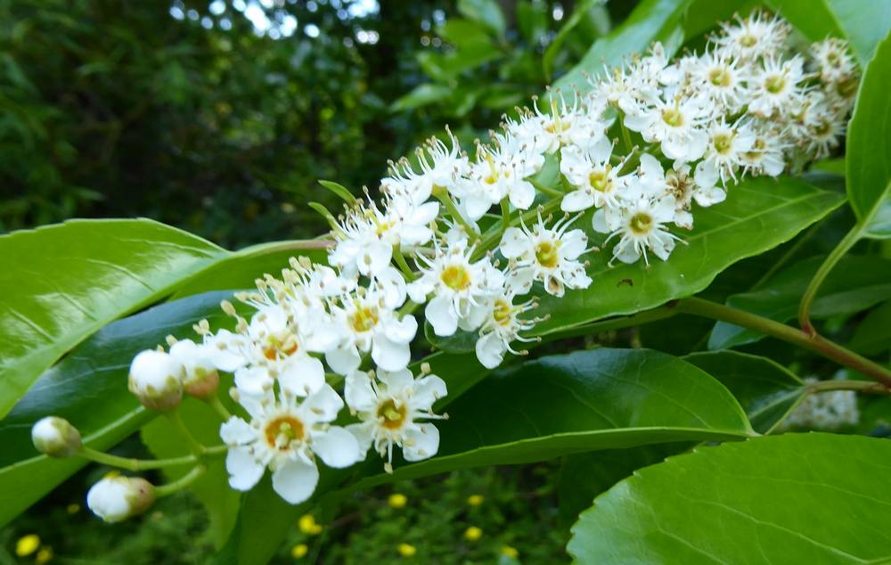 Portuguese Laurel blossom