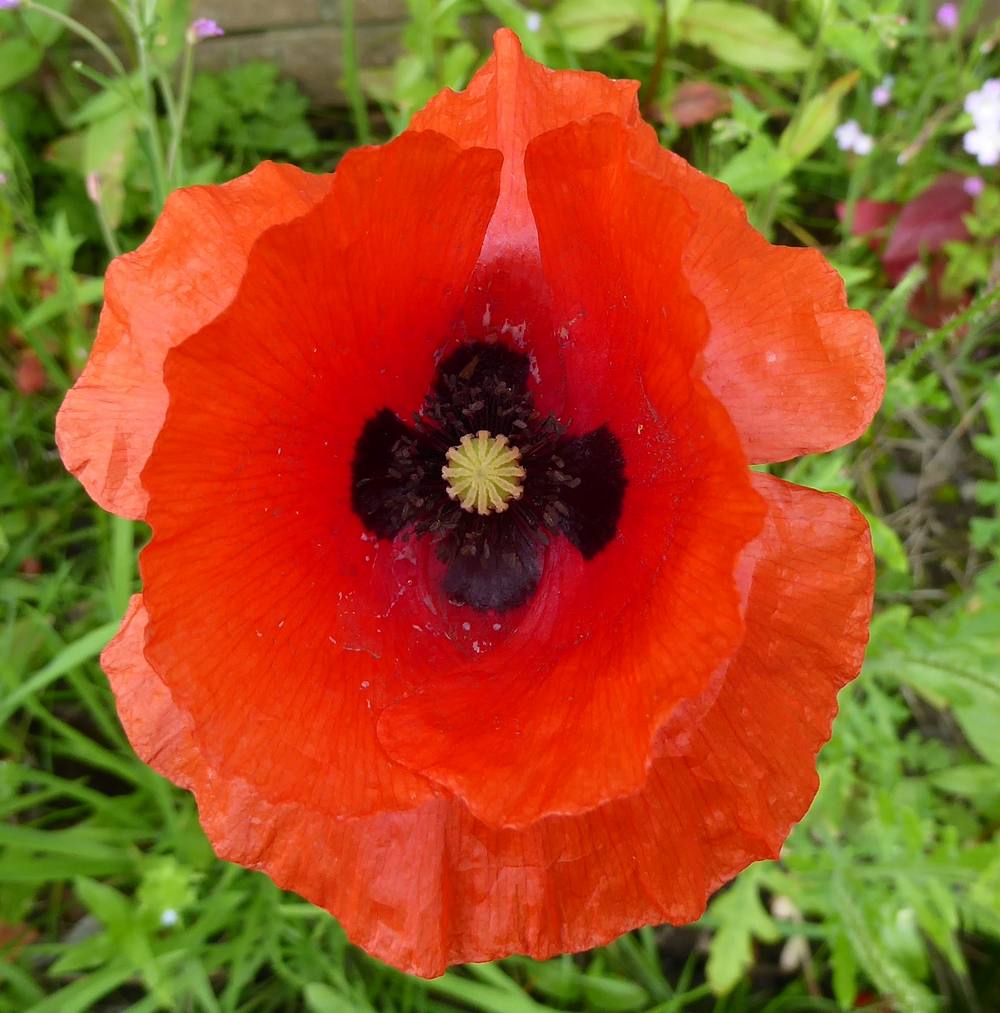 Common poppy