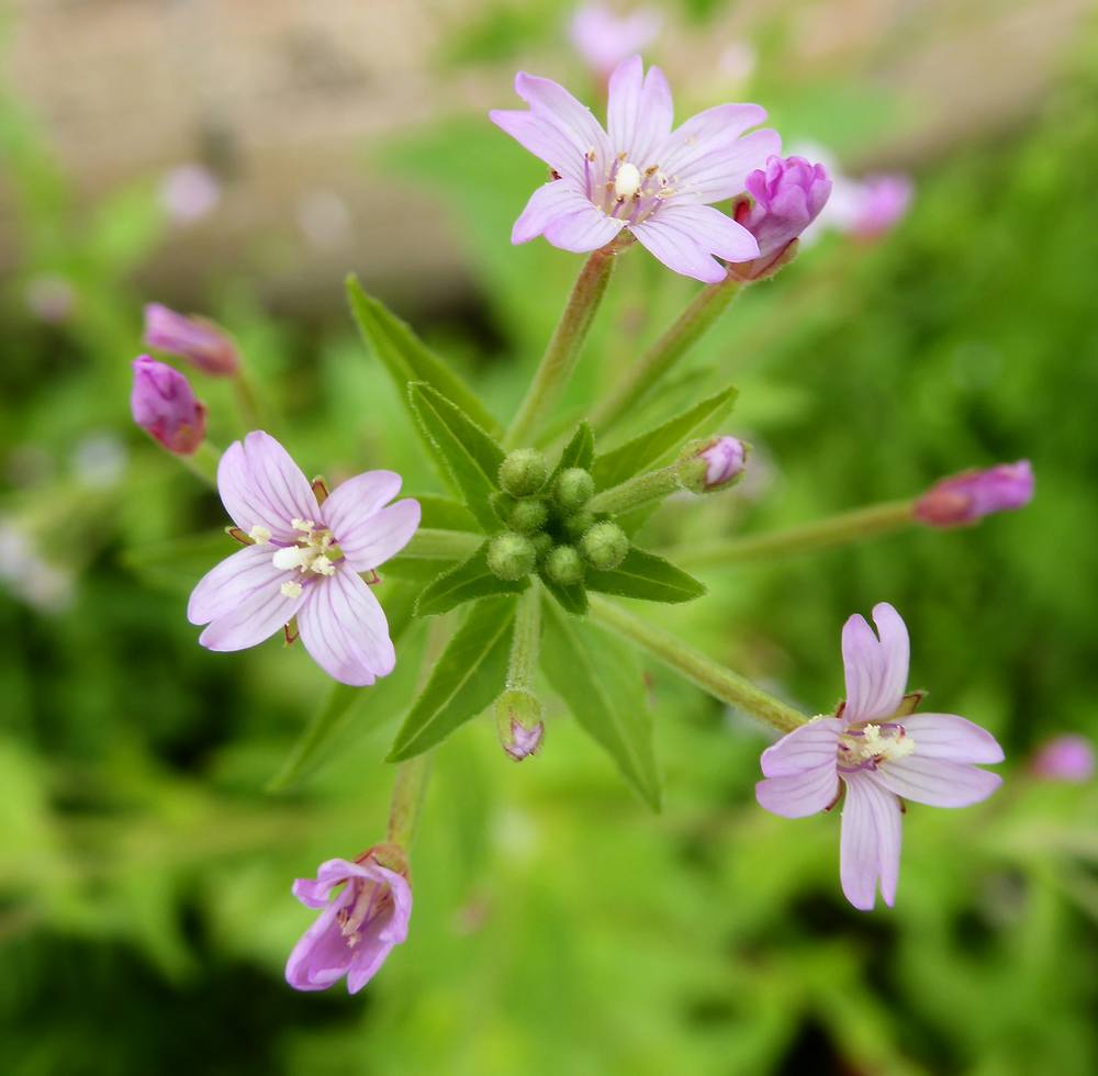 Broad-leaved Willowherb