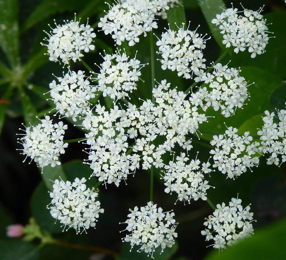 Ground Elder