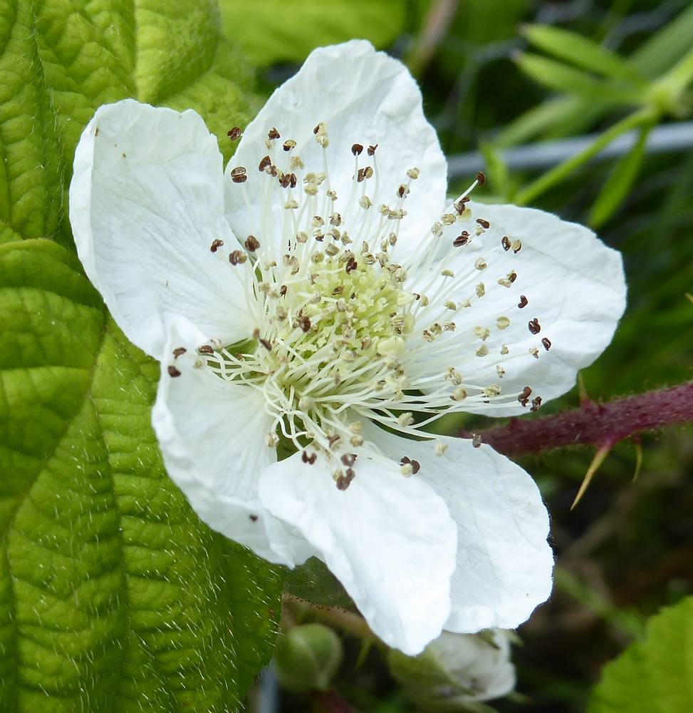 Bramble flower