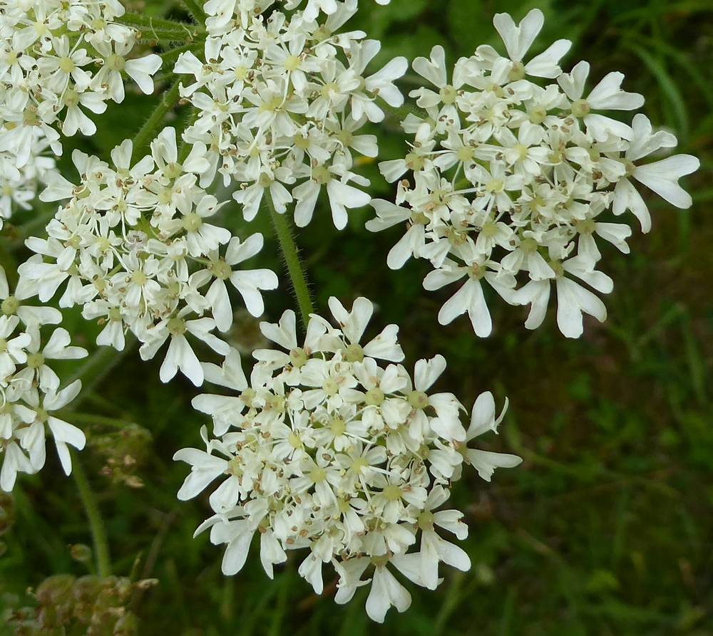 Common Hogweed or Cow Parsnip