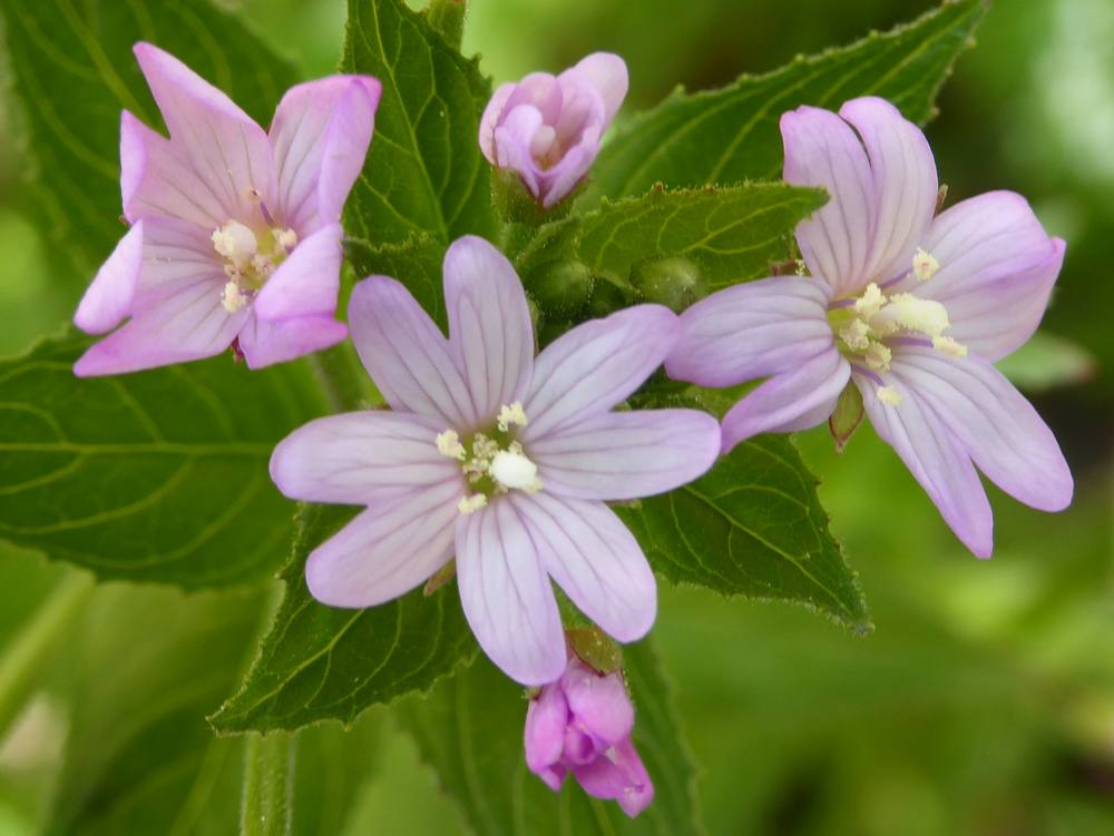 Broad-leaved Willowherb