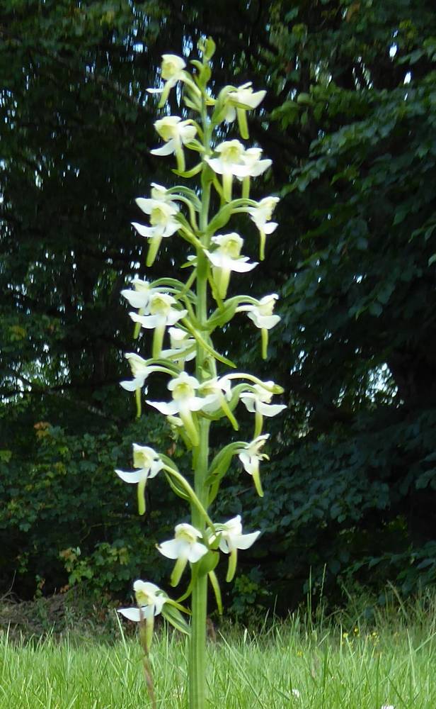 Butterfly Orchid