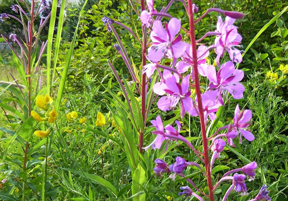 Bird's-foot trefoil growing amongst rose bay willowherb