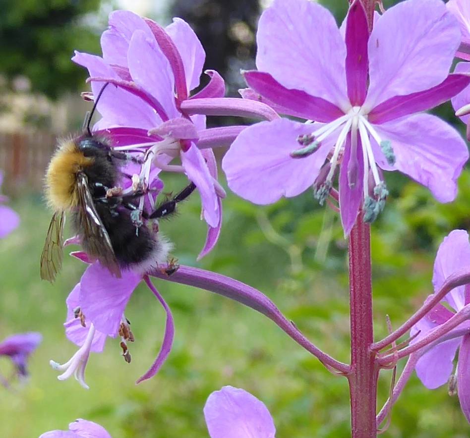 Bee on rose-bay willowherb