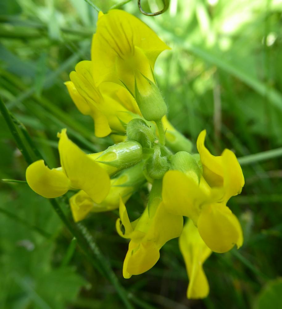 Bird's-foot trefoil