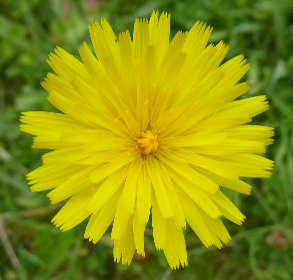 Hawkbit