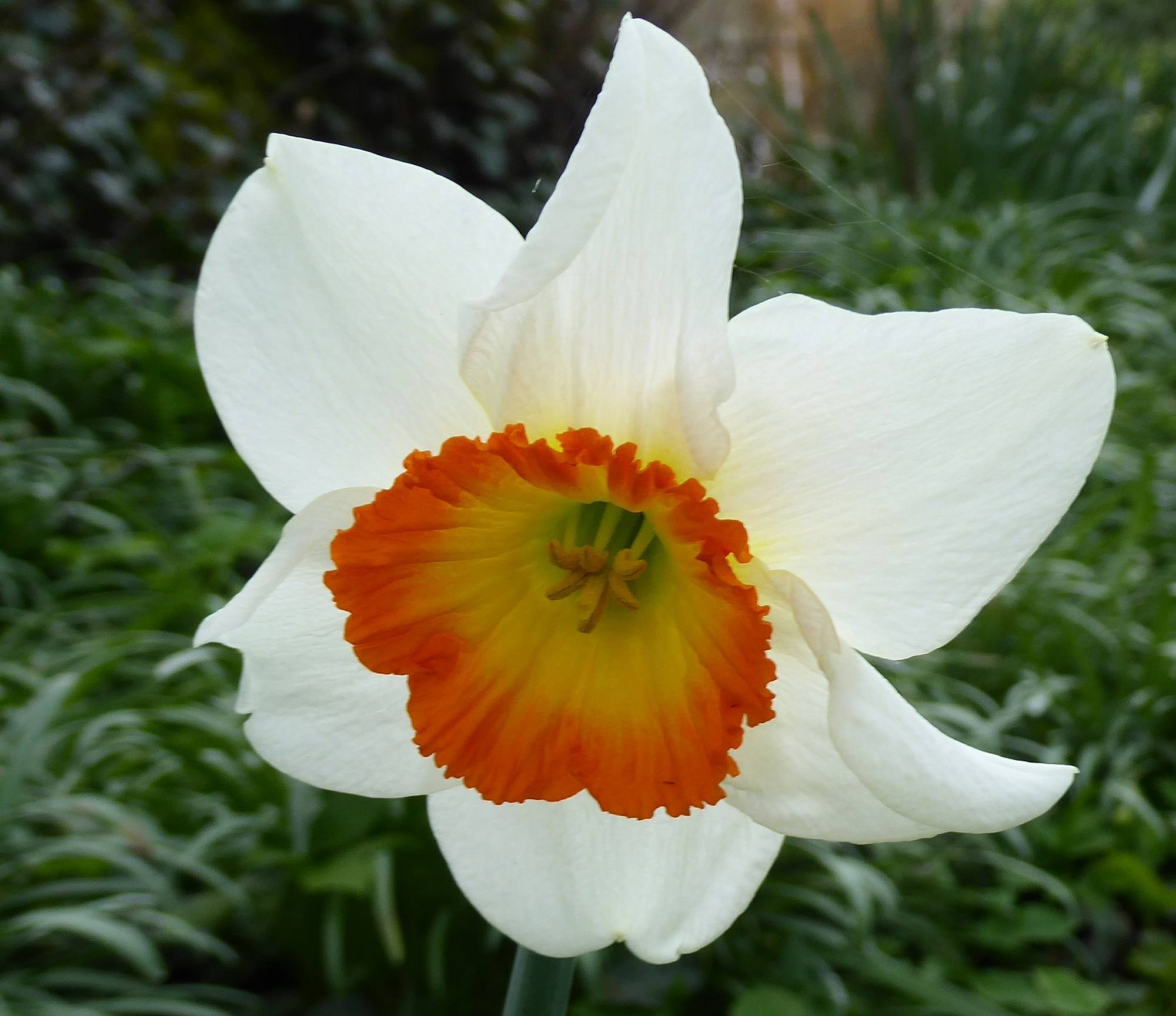 Daffodil