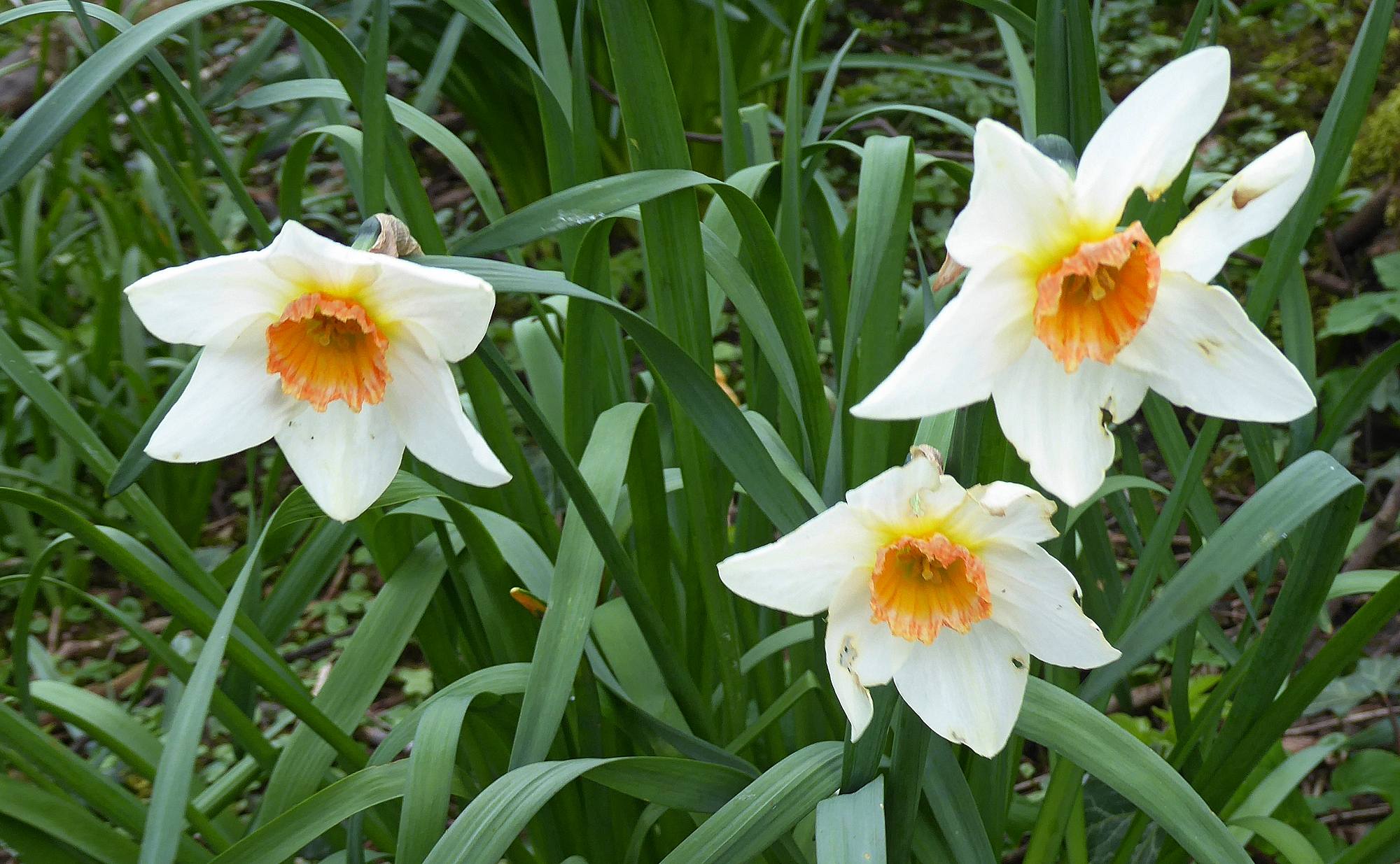 Daffodils