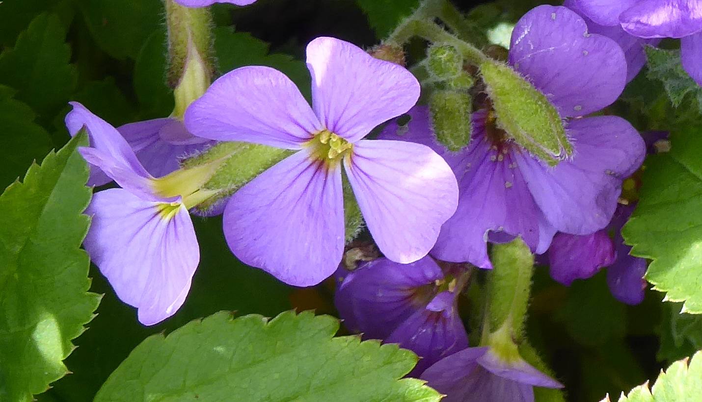 Aubretia