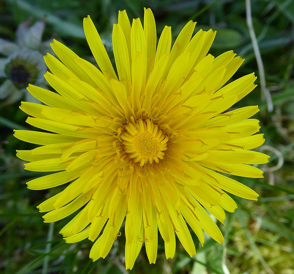 Dandelion