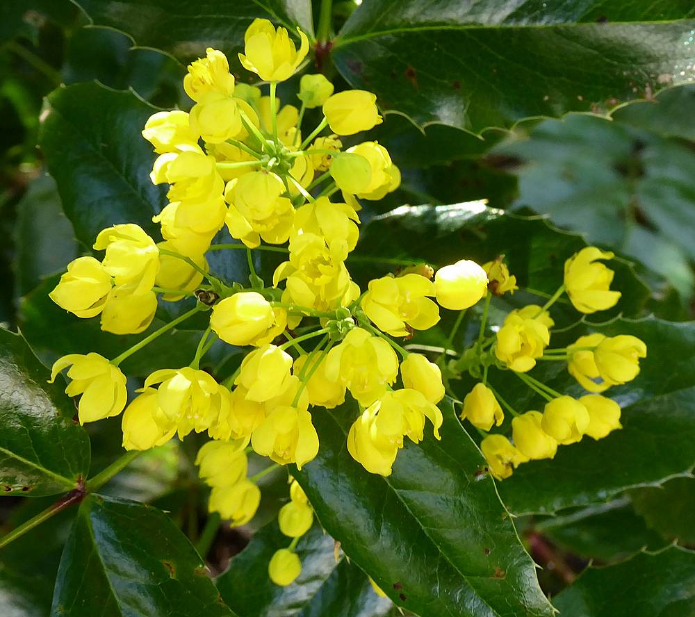 Mahonia