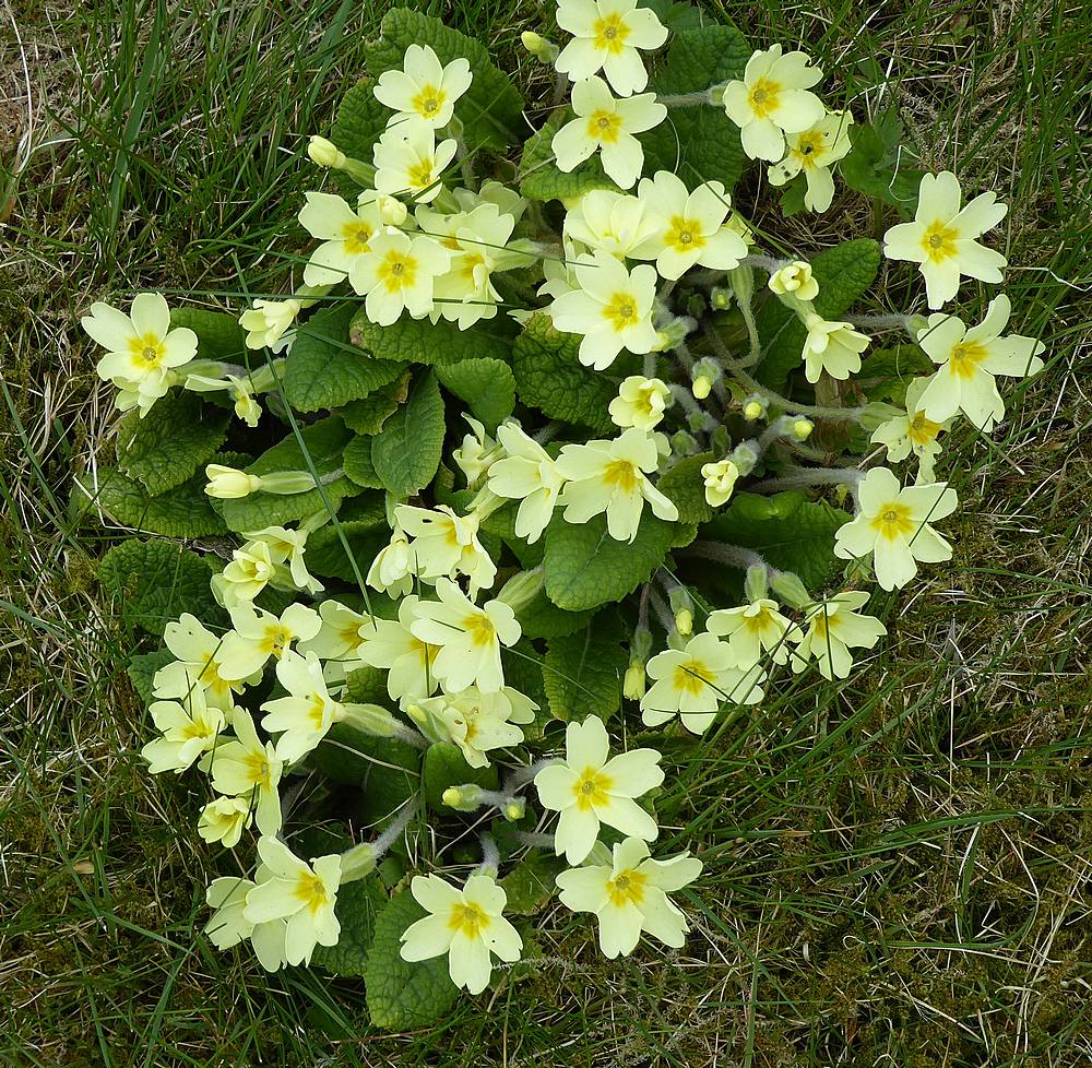 Primroses