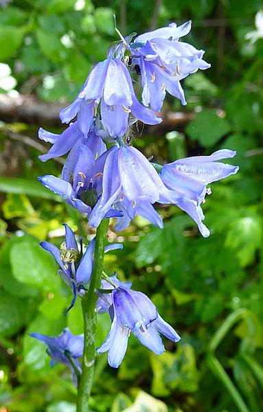 Bluebells